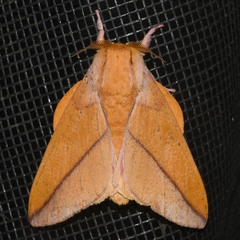 Syssphinx bisecta