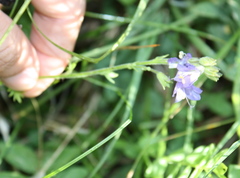 Polemonium occidentale occidentale