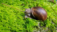 Helix pomatia