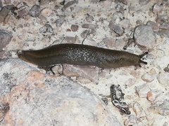 Milacidae