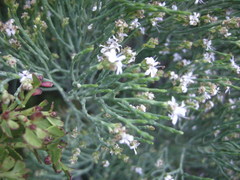 Veronica cupressoides