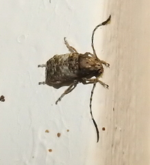 Phloeobius