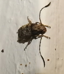 Phloeobius