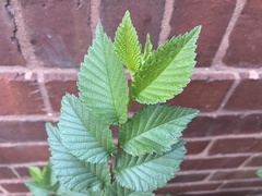 Ulmus