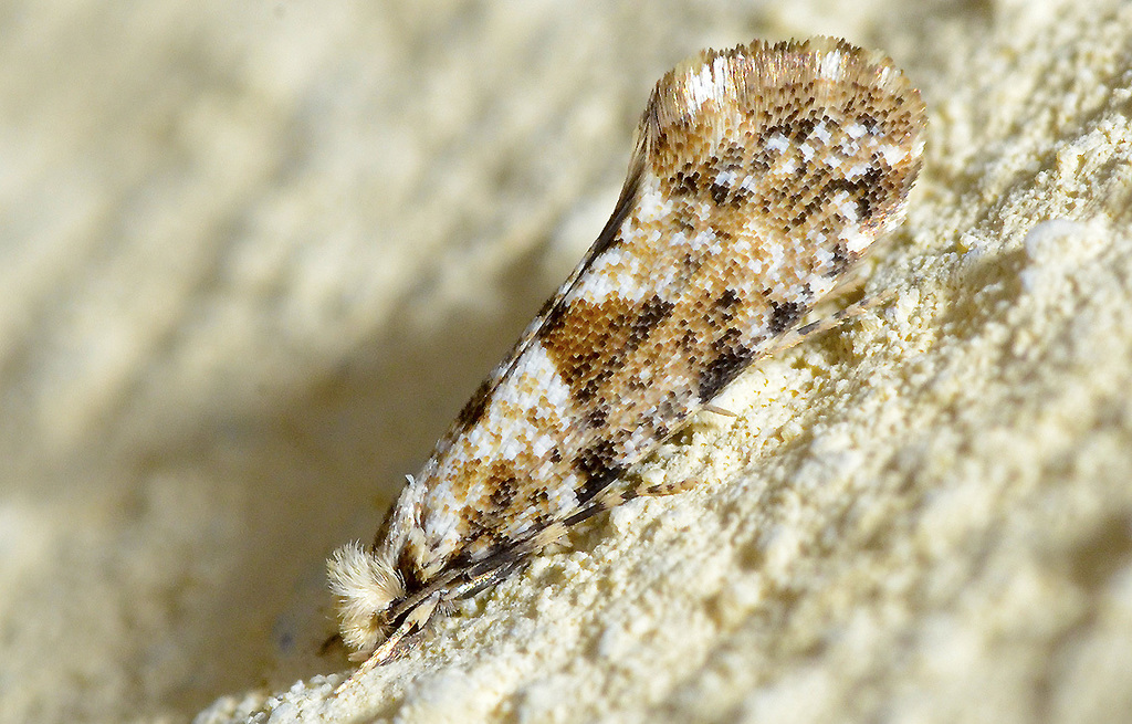 Golden-speckled Clothes Moth