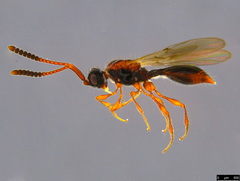 Ambositrinae
