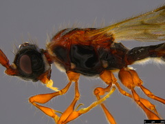 Ambositrinae