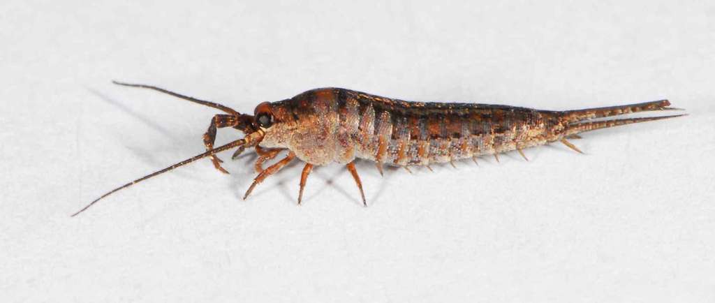 Rock Bristletails