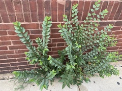 Ulmus