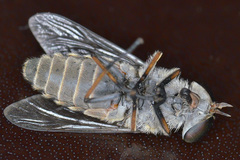 Tabanus maculicornis