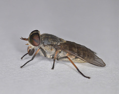 Tabanus maculicornis