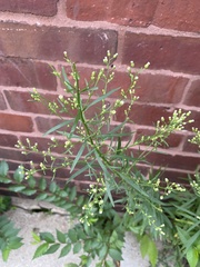 Erigeron canadensis