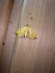 Eulithis achatinellaria