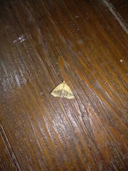 Brachyxanthia zelotypa