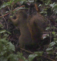 Sciurus granatensis