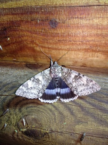 Blue Underwing