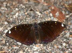 Lexias albopunctata albopunctata
