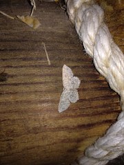 Cyclophora pendularia