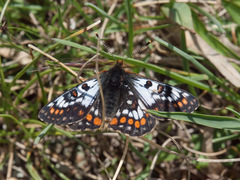 Euphydryas cynthia
