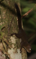 Microsciurus alfari