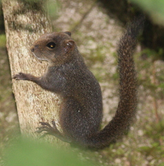 Microsciurus alfari