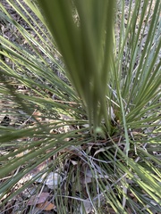 Xanthorrhoea media
