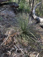 Xanthorrhoea media