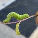 photo of Cabbage Looper Moth (Trichoplusia ni)