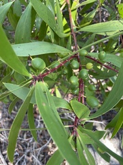 Persoonia levis
