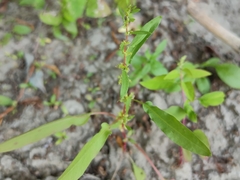 Rumex ucranicus