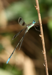Orolestes octomaculatus