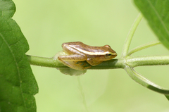 Rohanixalus hansenae