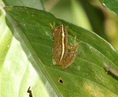 Rohanixalus hansenae