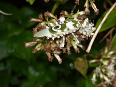 Pseudocreobotra wahlbergi