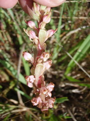 Satyrium ligulatum