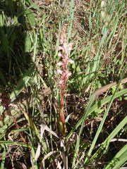 Satyrium ligulatum