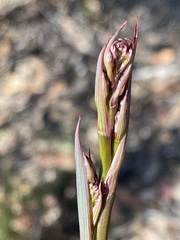 Dianella prunina