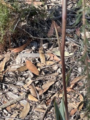 Dianella prunina
