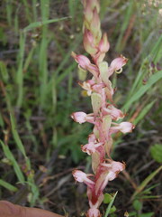 Satyrium ligulatum