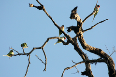 Psittacula alexandri fasciata