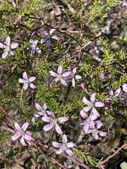 Philotheca salsolifolia