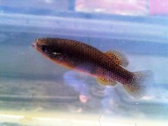 Oaxaca Killifish photo 3