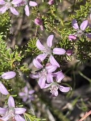 Philotheca salsolifolia