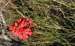 Disa ferruginea
