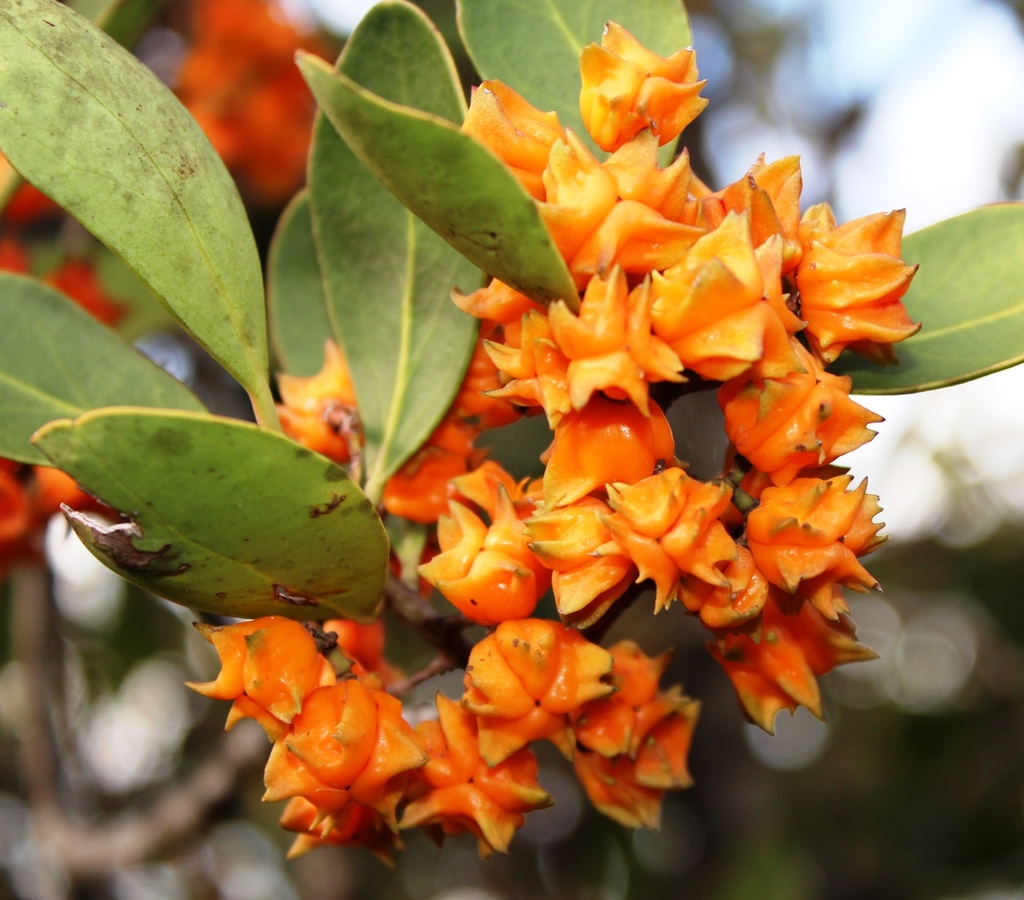 Candlewood (Biodiversity of Fairy Glen Private Nature Reserve