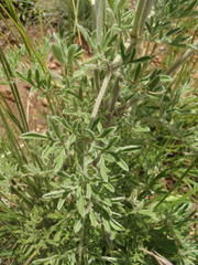 Clematis villosa