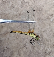 Sympetrum cordulegaster