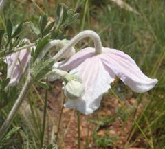 Clematis villosa
