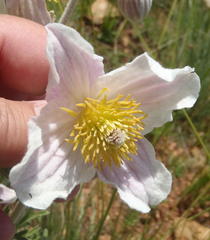 Clematis villosa