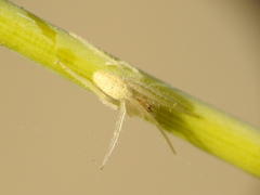 Larinia lineata